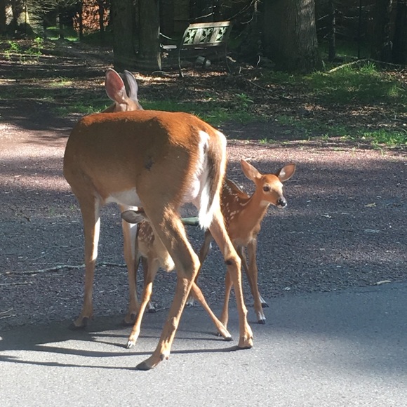 Meet your Posher, Janice - Picture 1 of 1